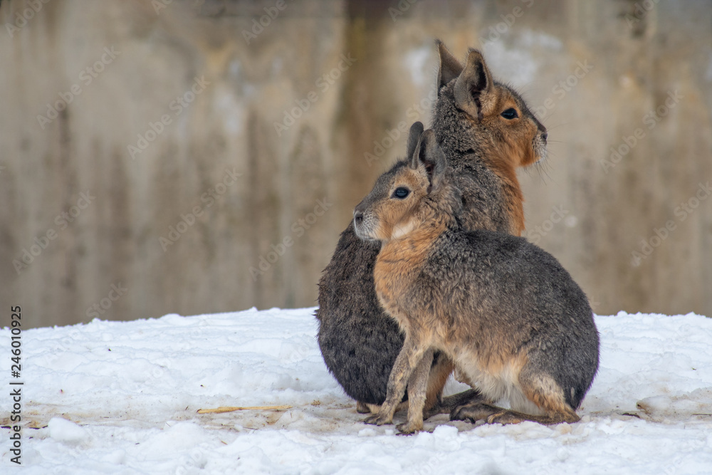 Obraz premium Close-up portrait of Patagonian mara (Dolichotis patagonum) in winter