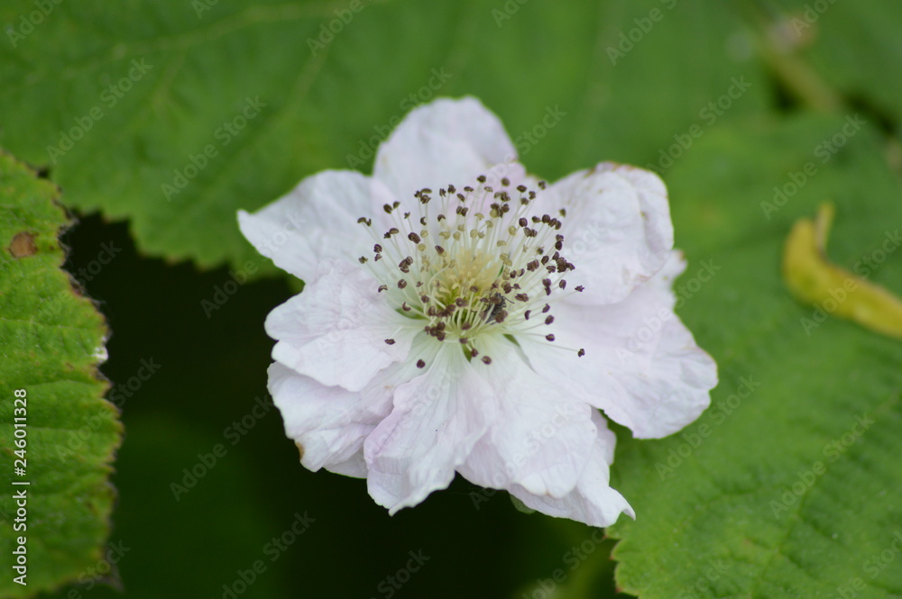 Obraz premium Naturaleza