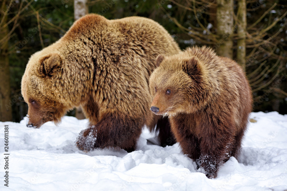 Obraz premium She-bear and bear-cub in the winter forest