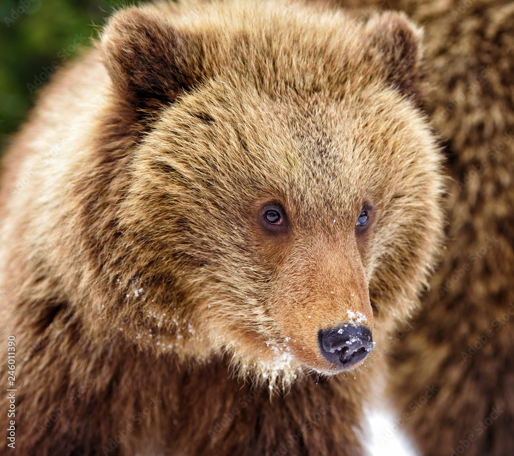 Beautiful close up portrait of the brown bear cub (Ursus arctos)