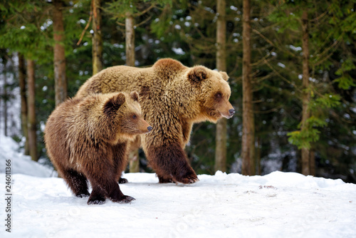 She-bear and bear-cub in the winter forest