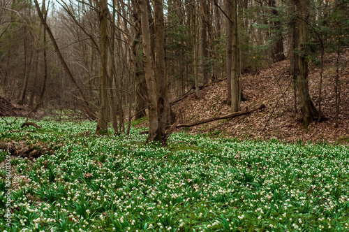 White fresh snowdrops bloom in the forest in spring. Tender spring flowers snowdrops harbingers of warming symbolize the arrival of spring. Scenic view of the spring forest with blooming flowers.