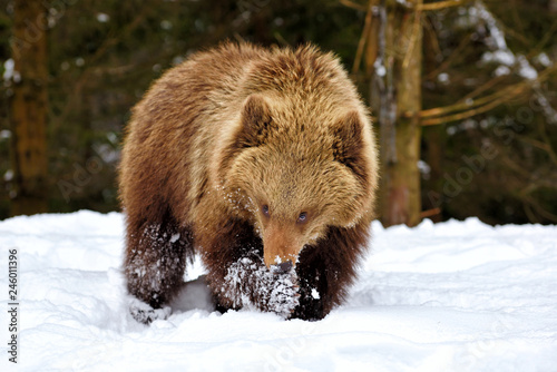 Cute little brown bear playing in the winter forest