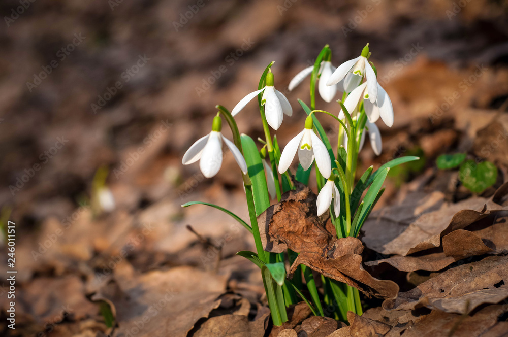 White fresh snowdrops bloom in the forest in spring. Tender spring flowers snowdrops harbingers of warming symbolize the arrival of spring. White fresh snowdrops bloom in the forest in spring. Tender spring flowers snowdrops harbingers of warming symbolize the arrival of spring.