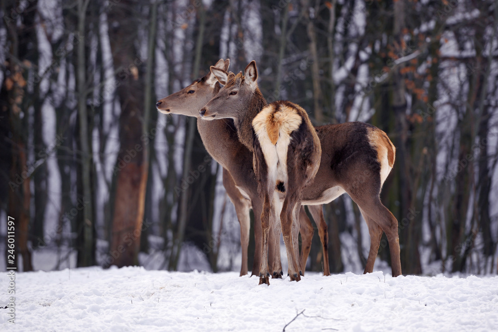 Young deers over the forest background in winter Young deers over the forest background in winter