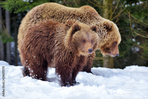 Brown bear with cub in the winter forest