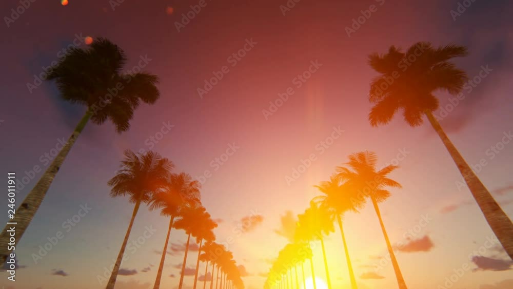 Driving through an alley of palm trees at down, 4k