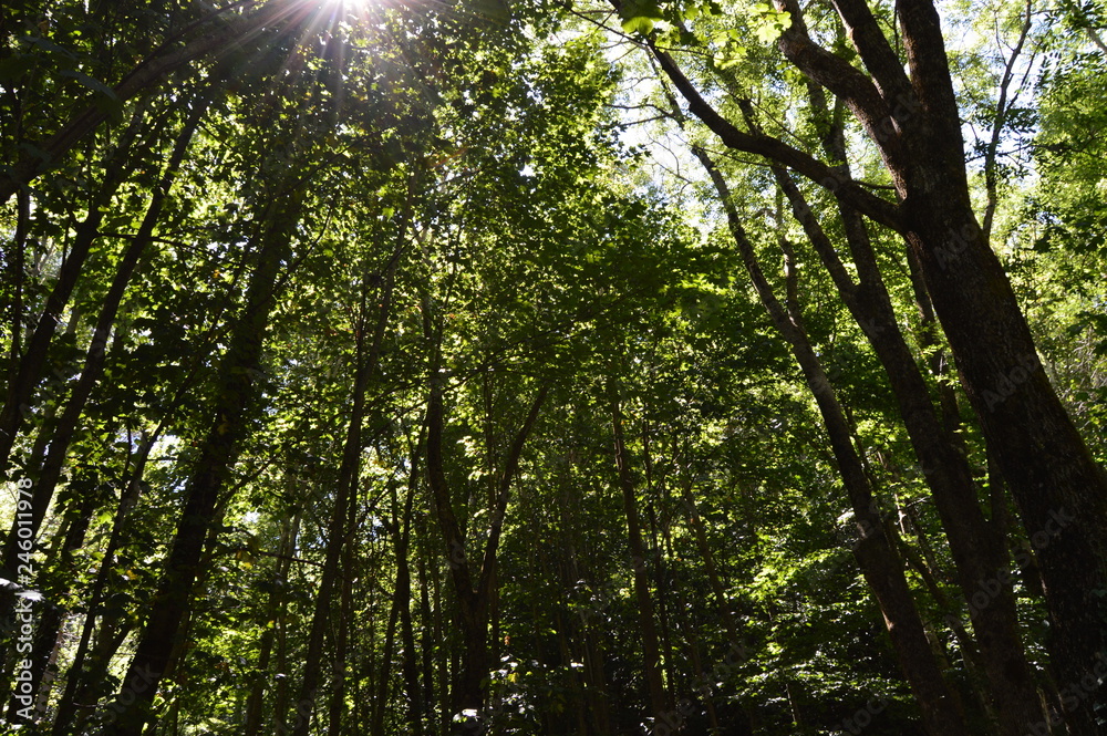 Bosque Bosque