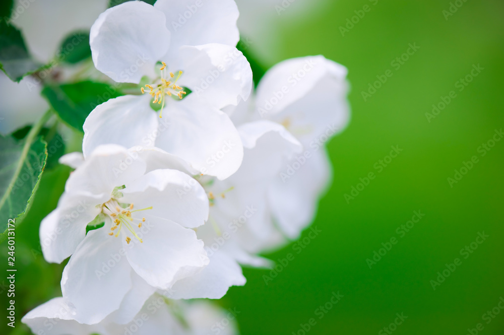 Apple blossom close-up. Selective focus and very shallow depth of field.