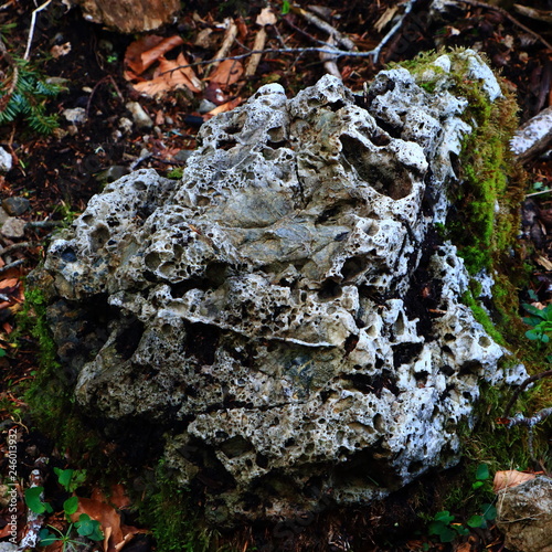 block of rock on the floor of a forest
