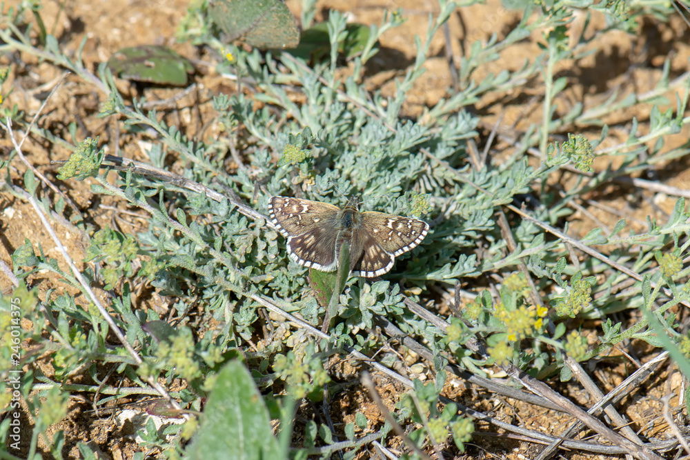 Hesperiidae / Kızıl Zıpzıp / / Spialia orbifer