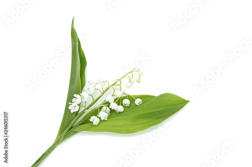 Lily of the valley flowers isolated on white background