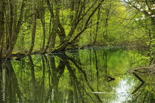 old arm of a river in green reflecting light through young leaves of trees in spring