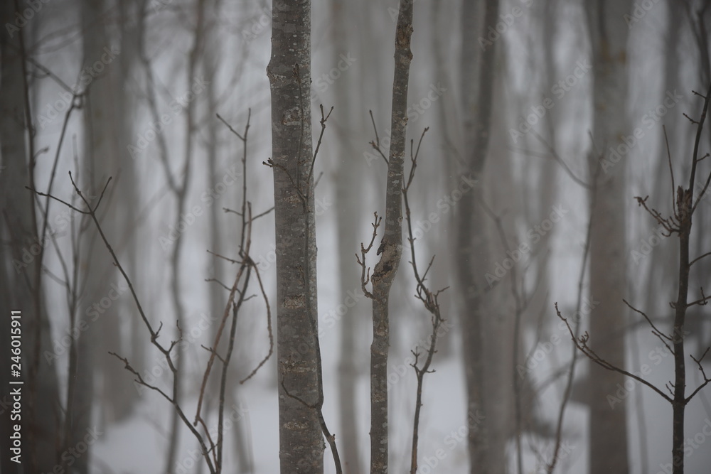 Fototapeta premium Trunks and tree branches in the mist in winter