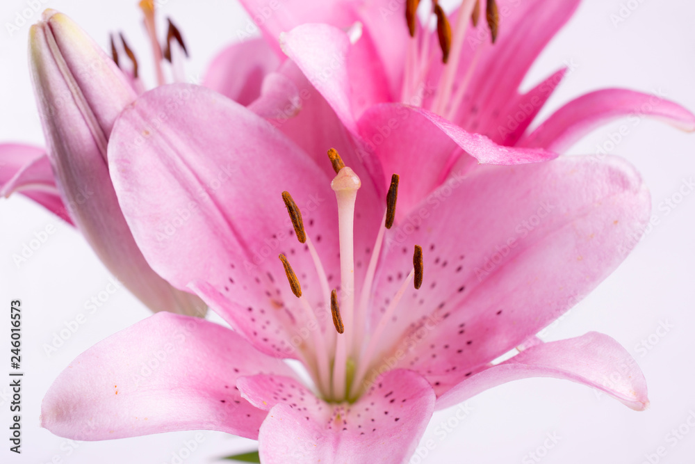 A bouquet of light pink  lilies on white background.