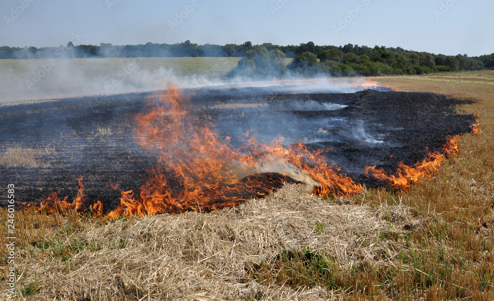 On the field burning stubble and straw