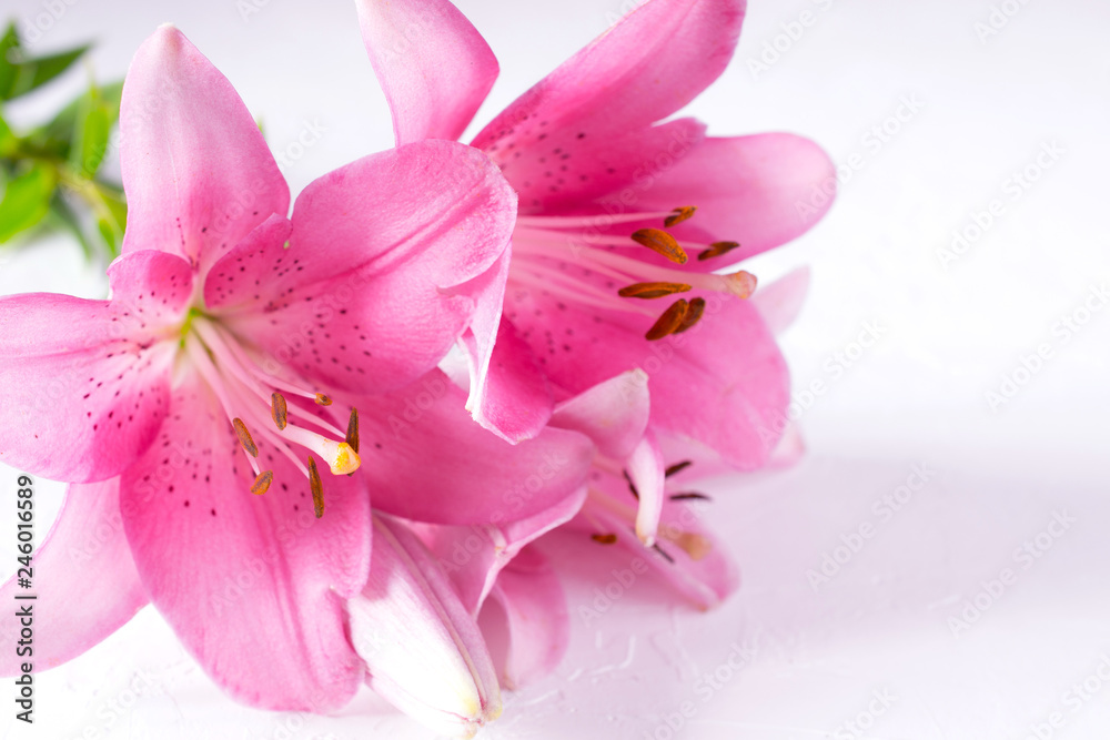 A bouquet of light pink  lilies on white background.