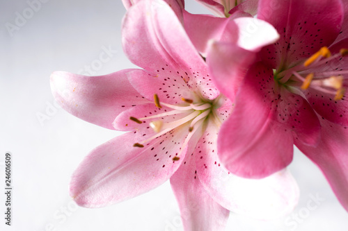 Pink lily background with copy space