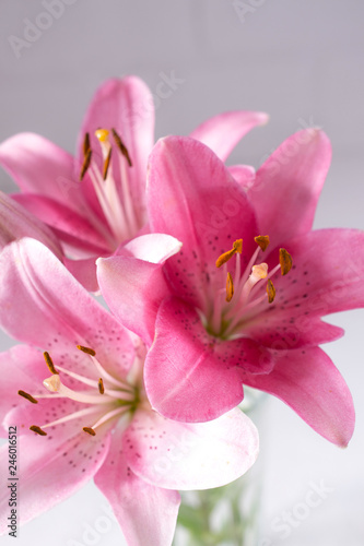 Elegant beautiful pink flowers  Lilies close up on white