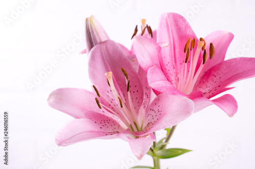 Pink lily background with copy space © Iryna