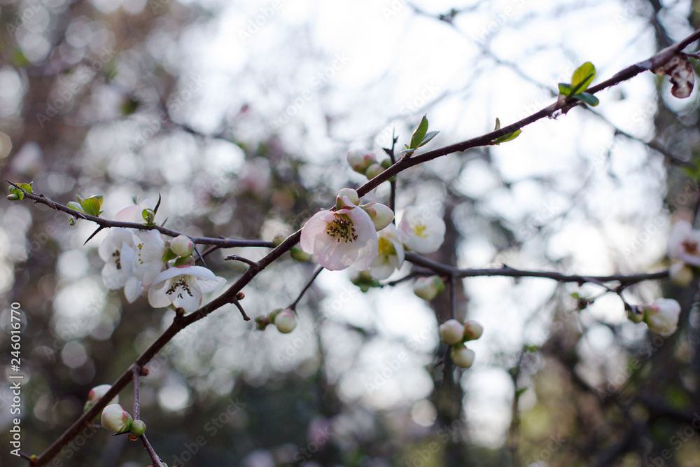 Beautiful blooming fruit tree branch with pink delicate flowers in the garden in spring Beautiful blooming fruit tree branch with pink delicate flowers in the garden in spring