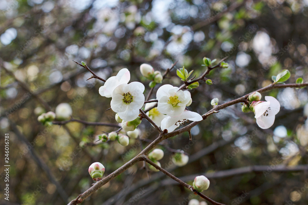 A beautiful branch of a flowering tree with white flowers and buds in the Park in the spring A beautiful branch of a flowering tree with white flowers and buds in the Park in the spring