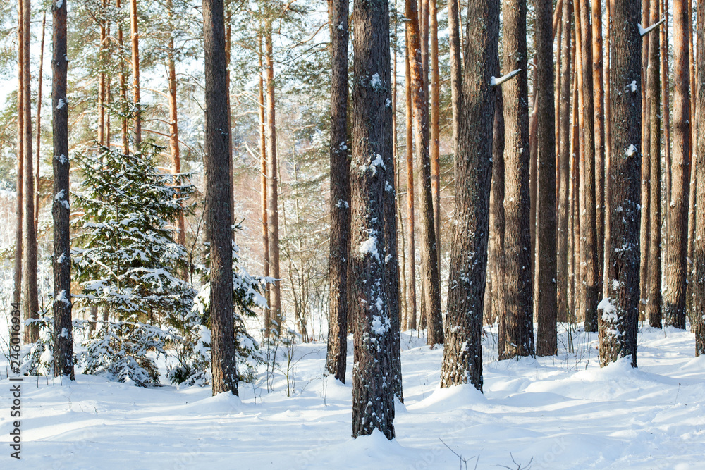 Fototapeta premium Beautiful winter forest