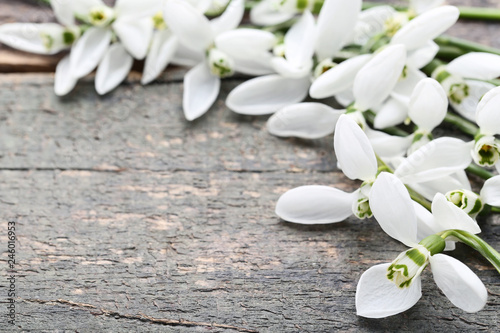 Snowdrop flowers on grey wooden table