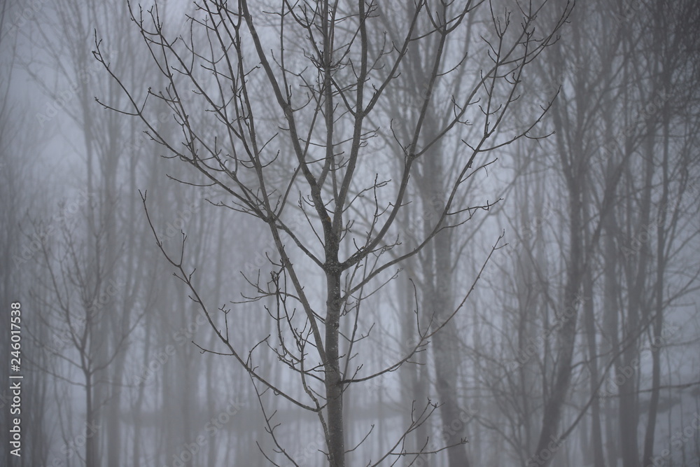 Trunks and tree branches in the mist in winter Trunks and tree branches in the mist in winter