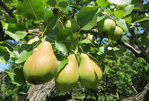Pear tree