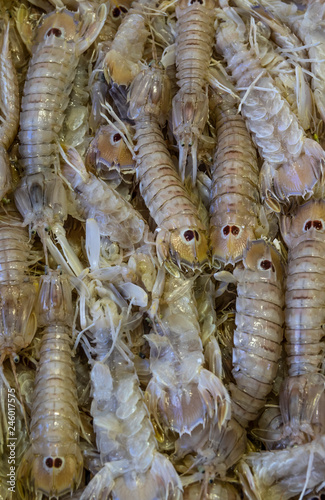 Squilla mantis shrimps close up
