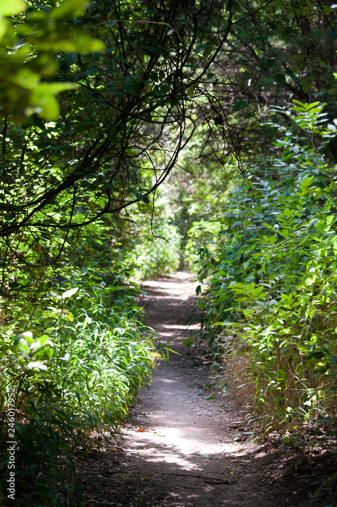 Obraz premium The Walk Ahead