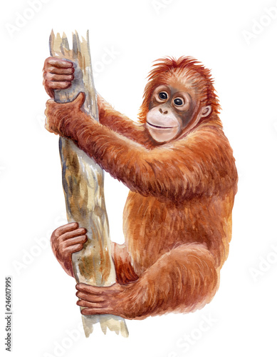 Orangutan. Realistic red monkey on tree colorful isolated on white background. Watercolor. Illustration. Template. Close-up. Clip art. Hand drawn. Painting