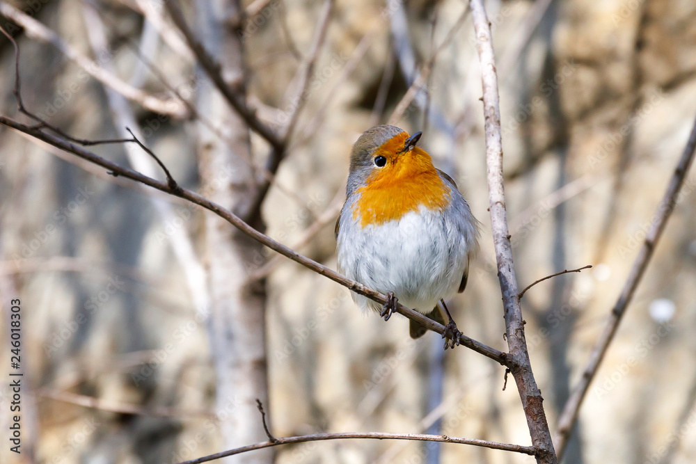 Robin, bird in the branches. A robin resting on a branch, photographed in the foreground, with the background of the forest.