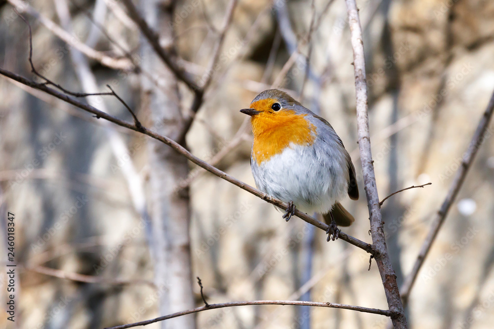 Robin, bird in the branches. A robin resting on a branch, photographed in the foreground, with the background of the forest.