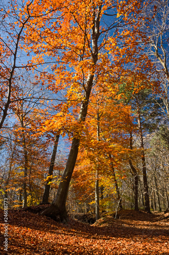 Panoramic view of the forest, with its bright colors, in an autumn afternoon.