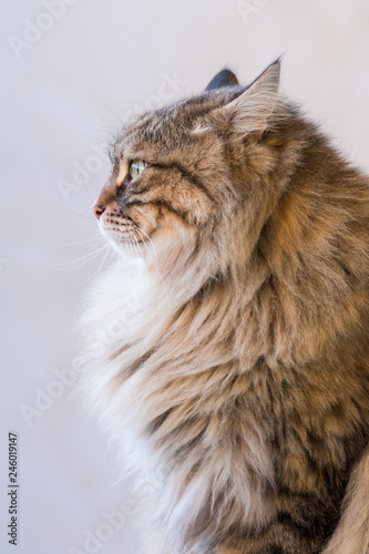 Tender siberian cat of livestock in relax outdoor, brown tabby male