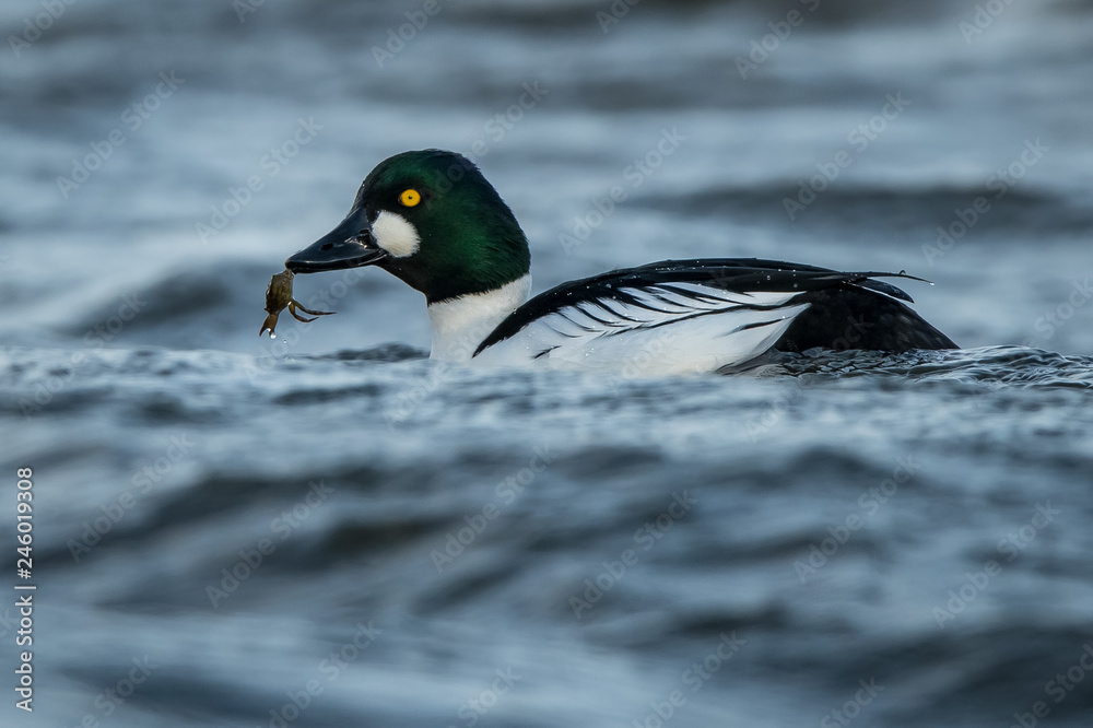 Obraz premium Goldeneyes with a crab