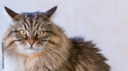 Adorable siberian cat of livestock in relax outdoor © Massimo Cattaneo
