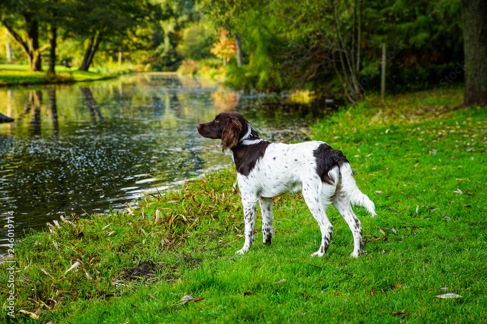 dog in the park