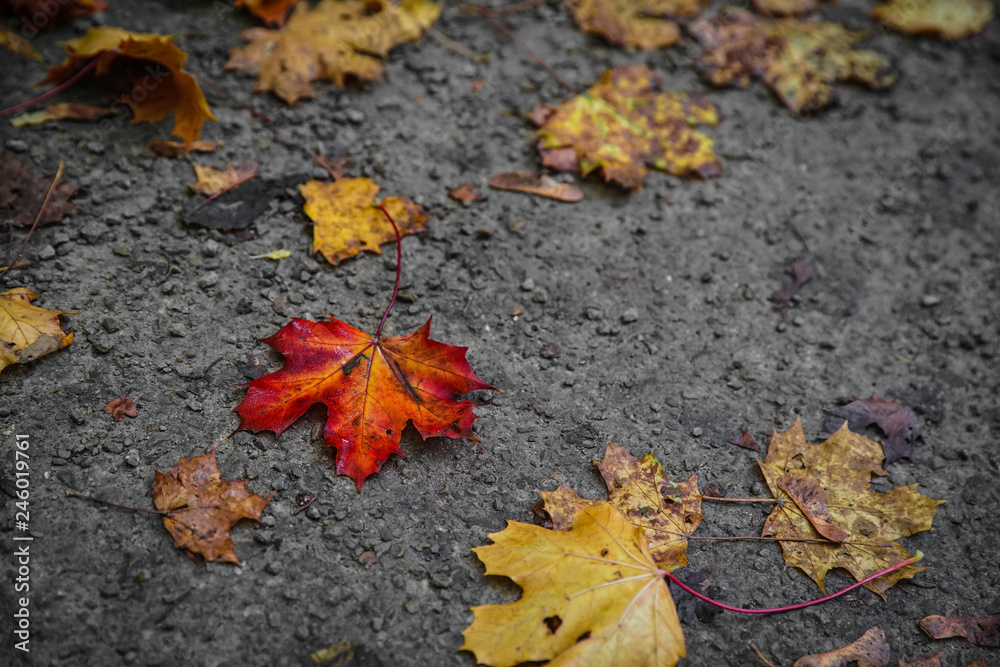 autumn maple leaves on the ground autumn maple leaves on the ground