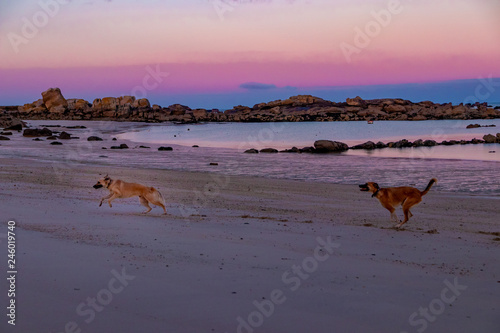 Hunde am Strand - Meer- Urlaub mit Hund