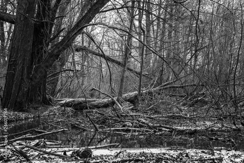 Creepy Swamp in Winter, death Trees in swamp, black and white photo, creepy