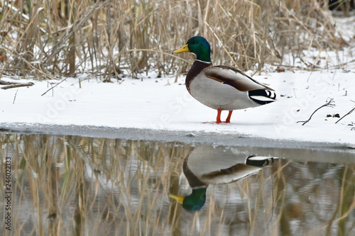 reflection of duck male,Tovacov birding area in Czech republic