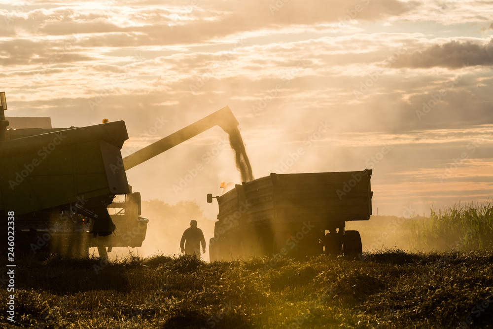 Fototapeta premium Pouring wheat grain into tractor trailer