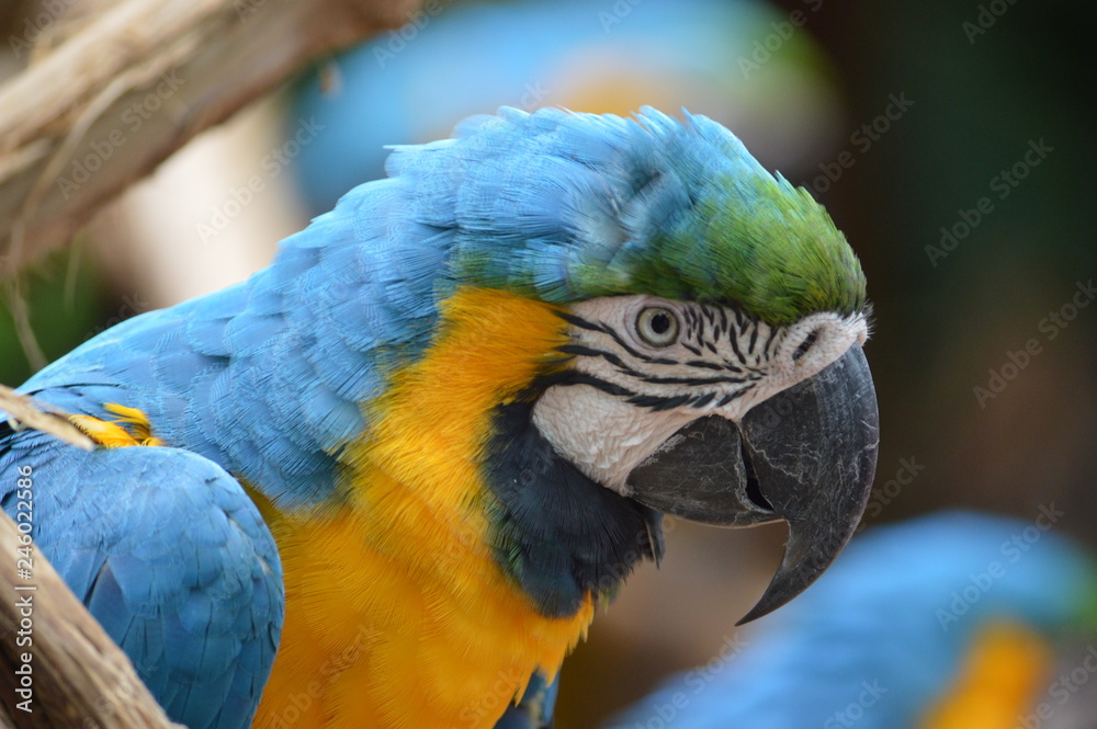 parrot parrot