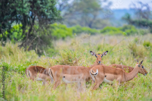 A group of Imapala or deer posing in a game reserve