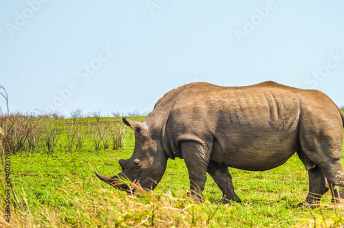 Male bull Cute White Rhino or Rhinoceros in a game reserve in So