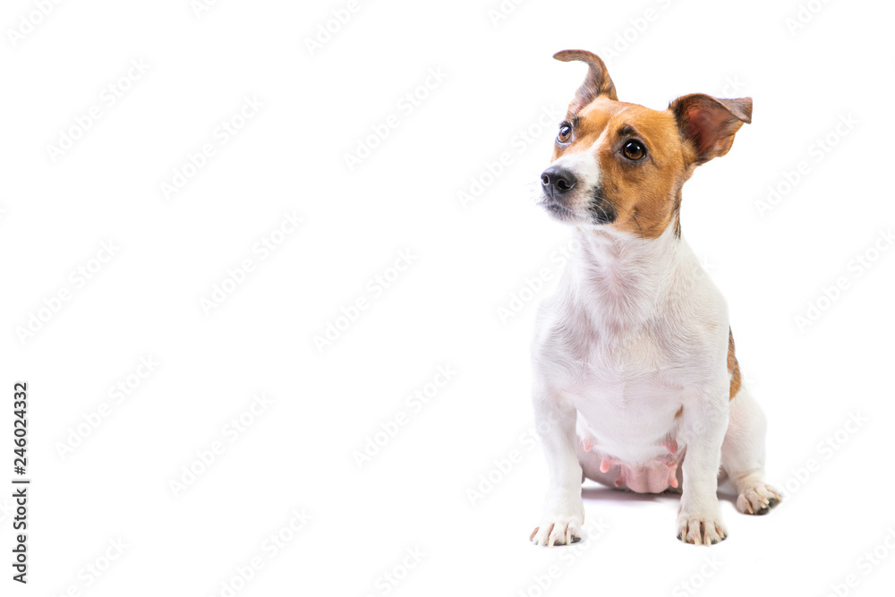 Portrait Jack Russell Terrier, standing in front, isolated white background