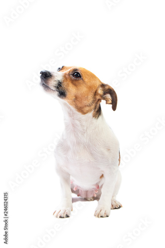 Portrait Jack Russell Terrier, sitting in front, isolated white background